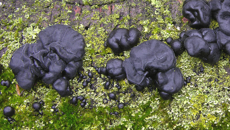 Durante la tregua.....